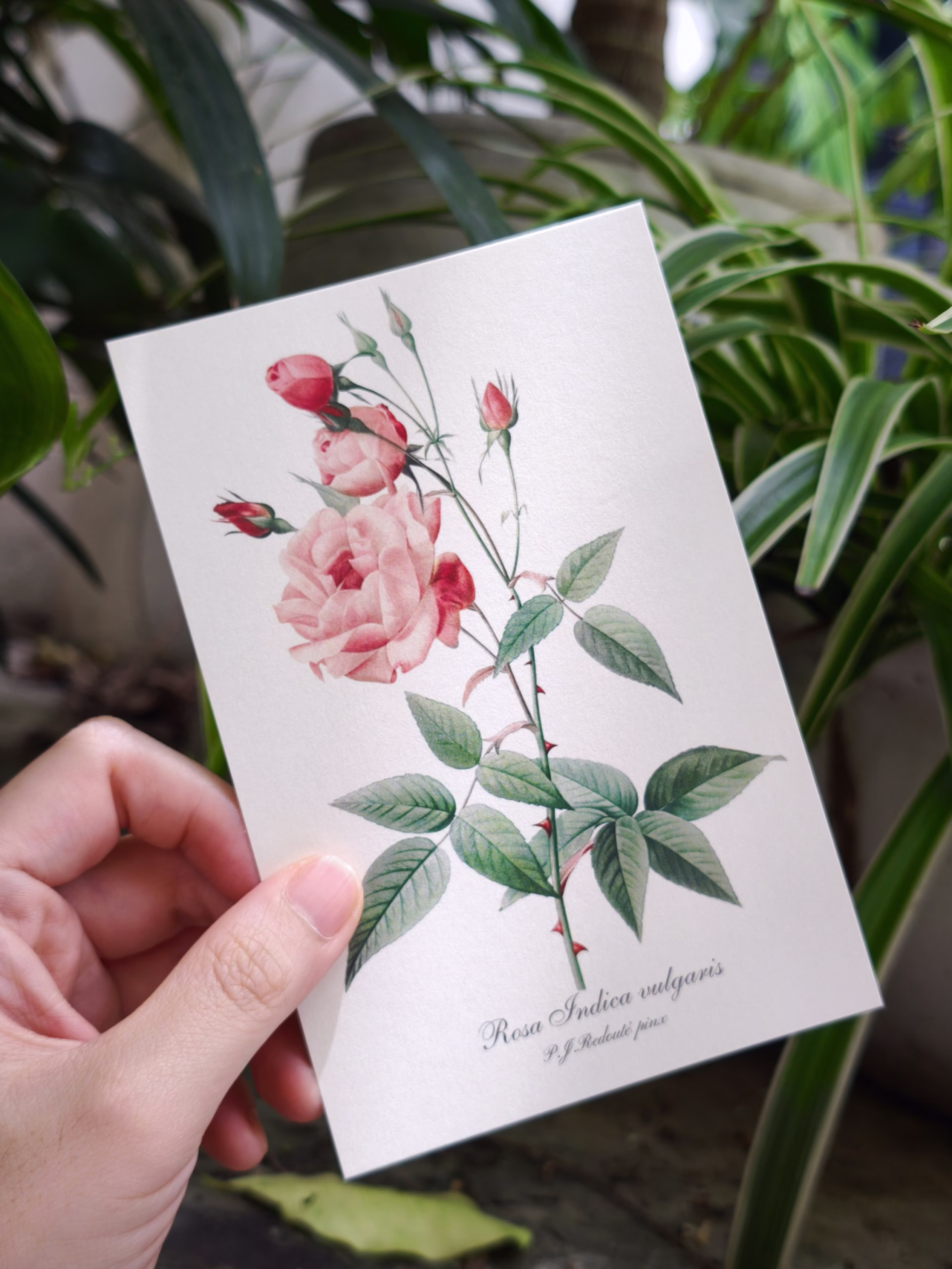 Box Set 100 postcard hoa hồng Redoute - Art Museum series