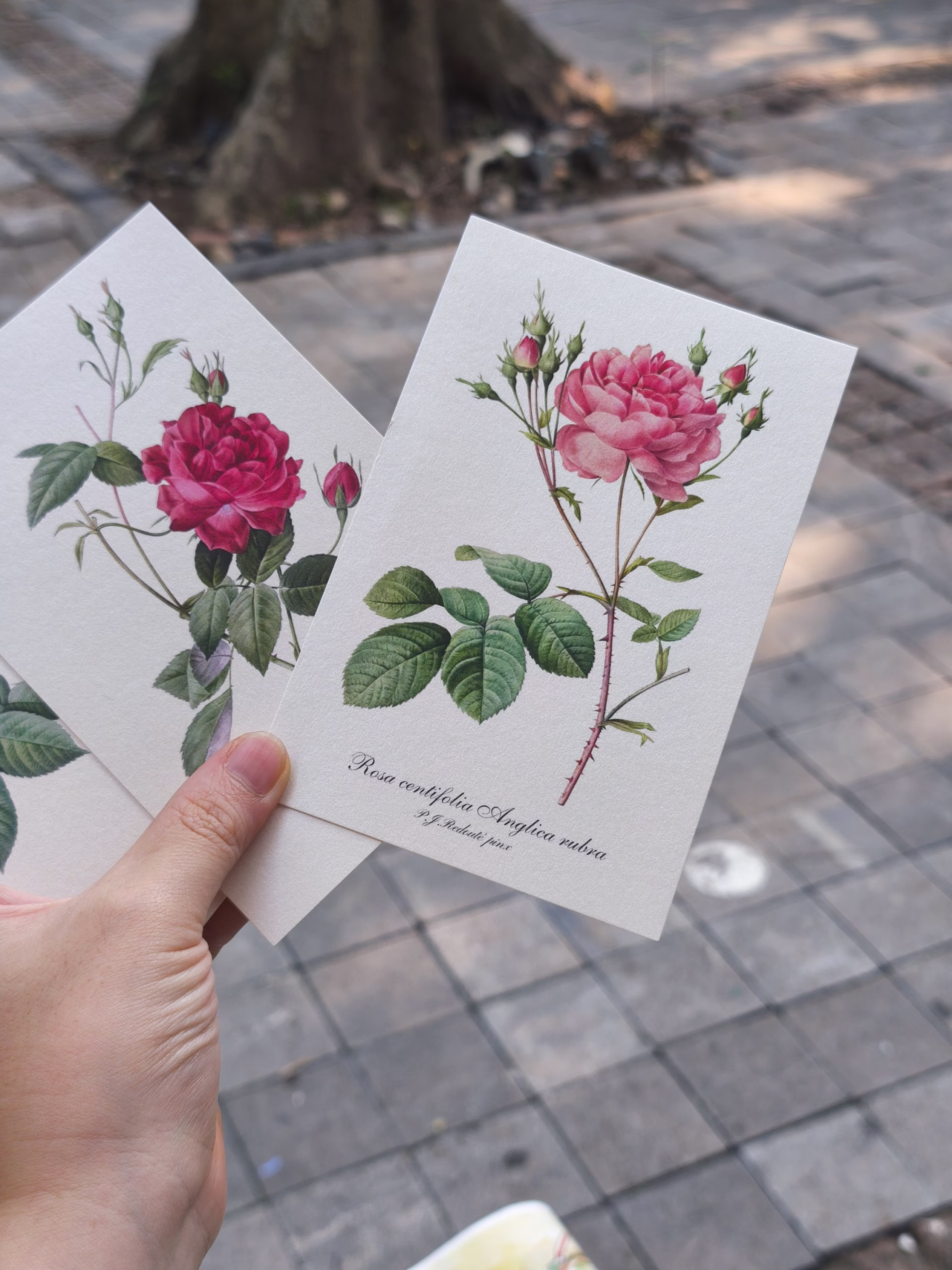Box Set 100 postcard hoa hồng Redoute - Art Museum series