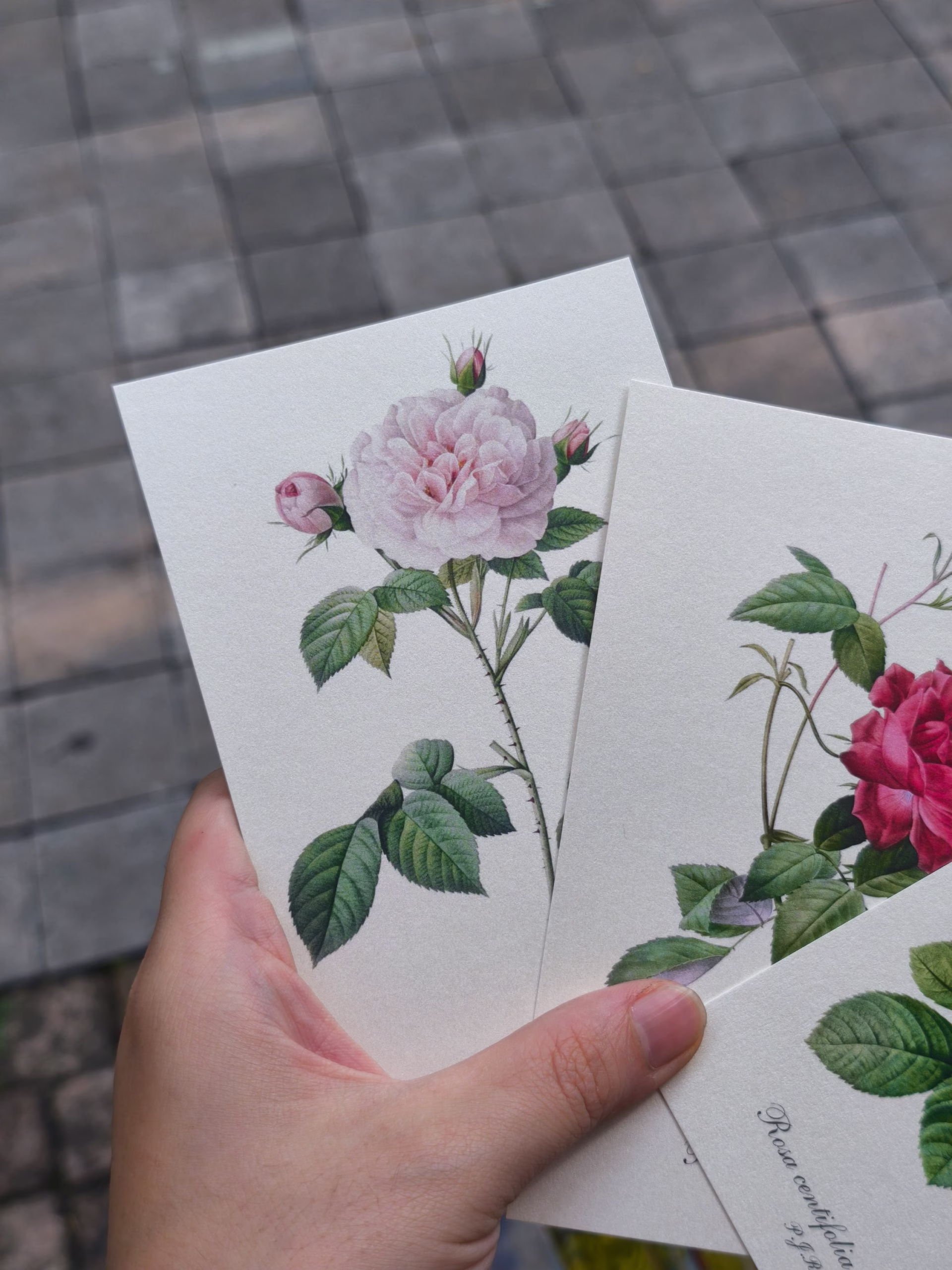 Box Set 100 postcard hoa hồng Redoute - Art Museum series