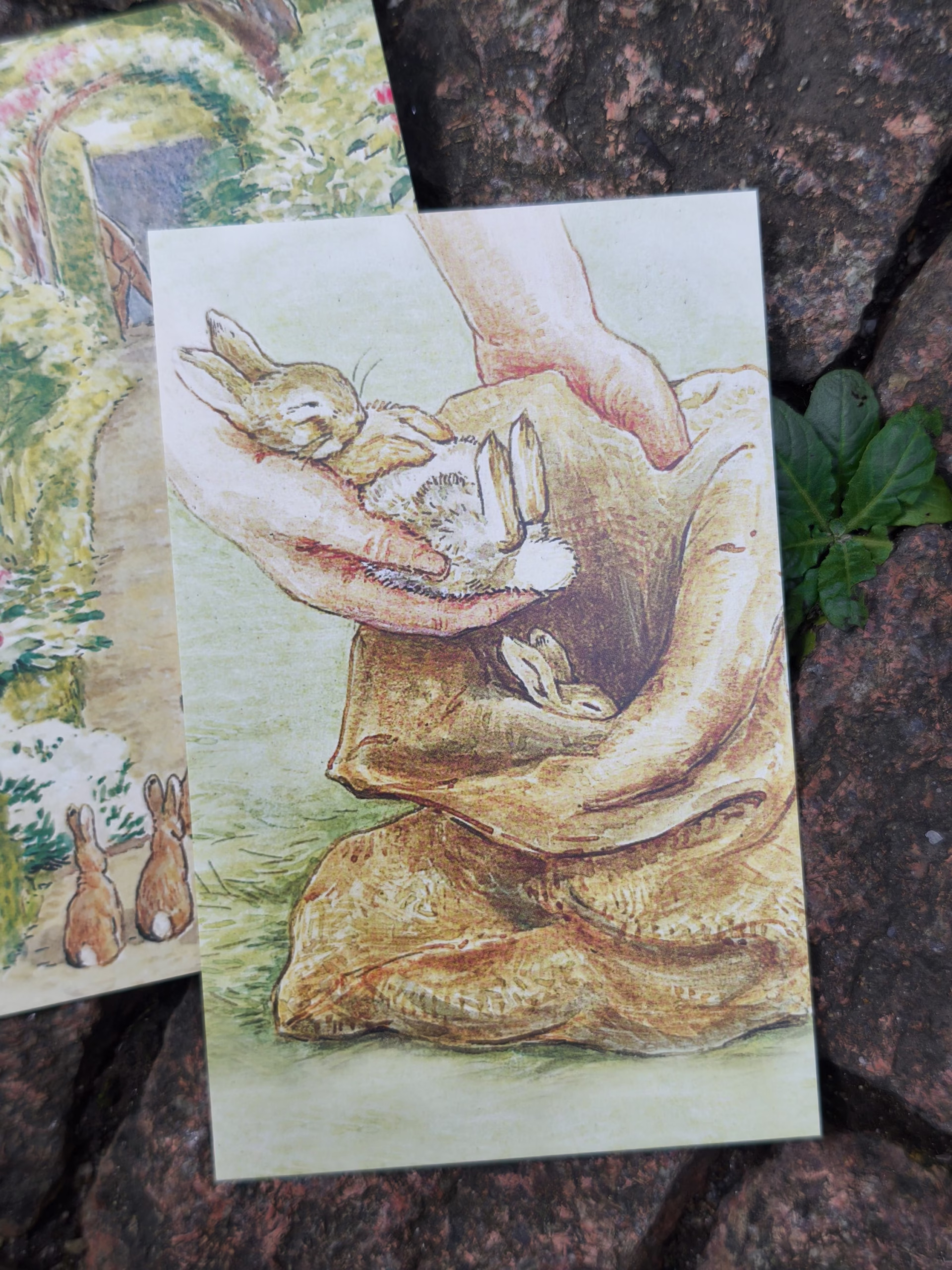 The World of Peter Rabbit: A Box of Postcards
