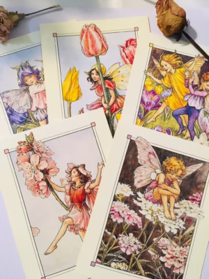 Boxset 100 postcard Tiên hoa - Cicely Mary Barker (UK)